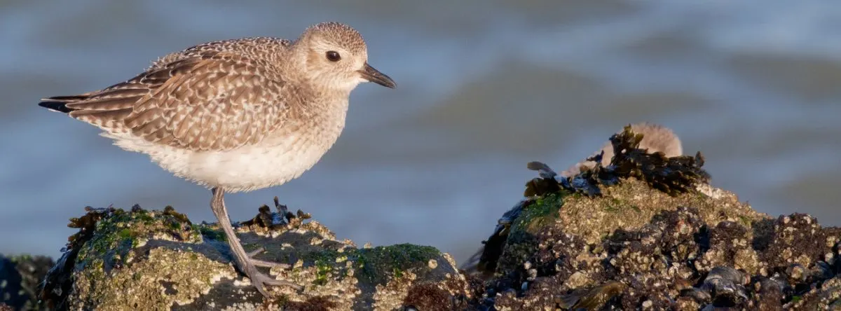 Birds of Fuerteventura – Sanderling (Calidris alba)