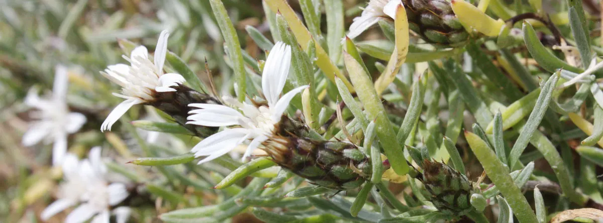 Endemic plants of the Canary Islands