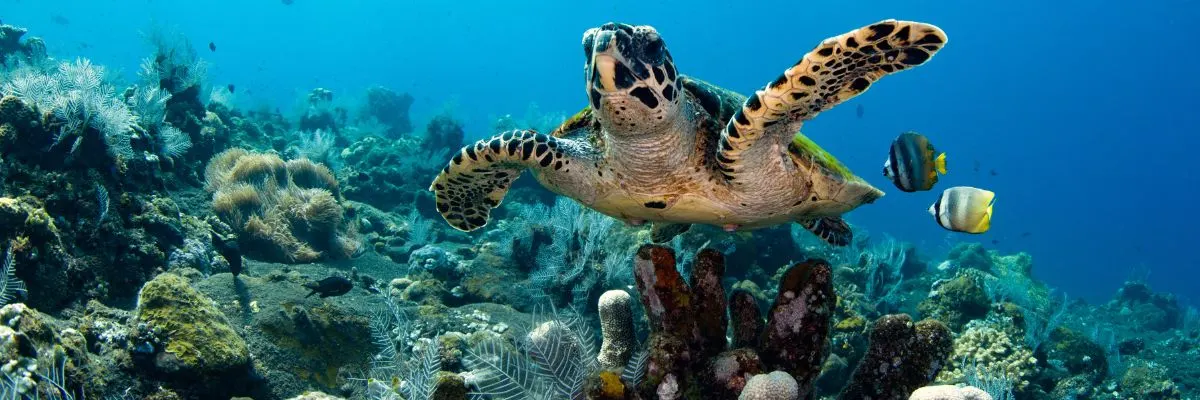 Experiencias de turismo sostenible en Punta Cana