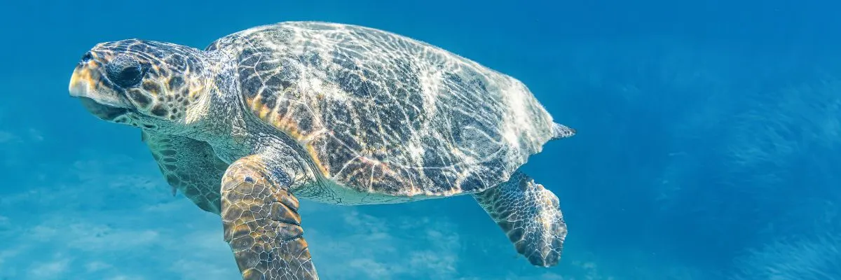 Meeresfauna von Fuerteventura