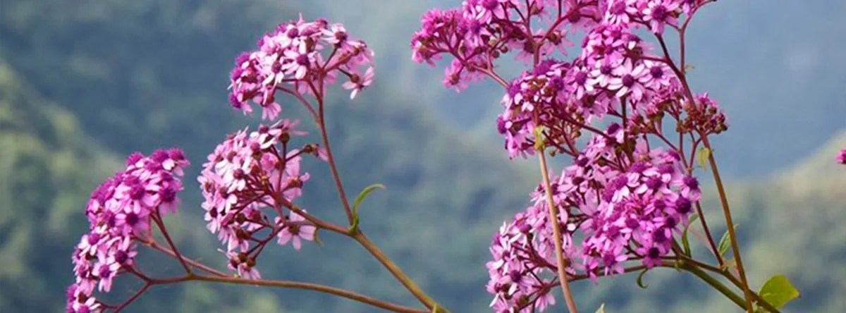 Typical Canary Islands plant