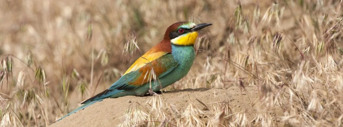 Vögel auf Fuerteventura – Bienenfresser (Merops apiaster)