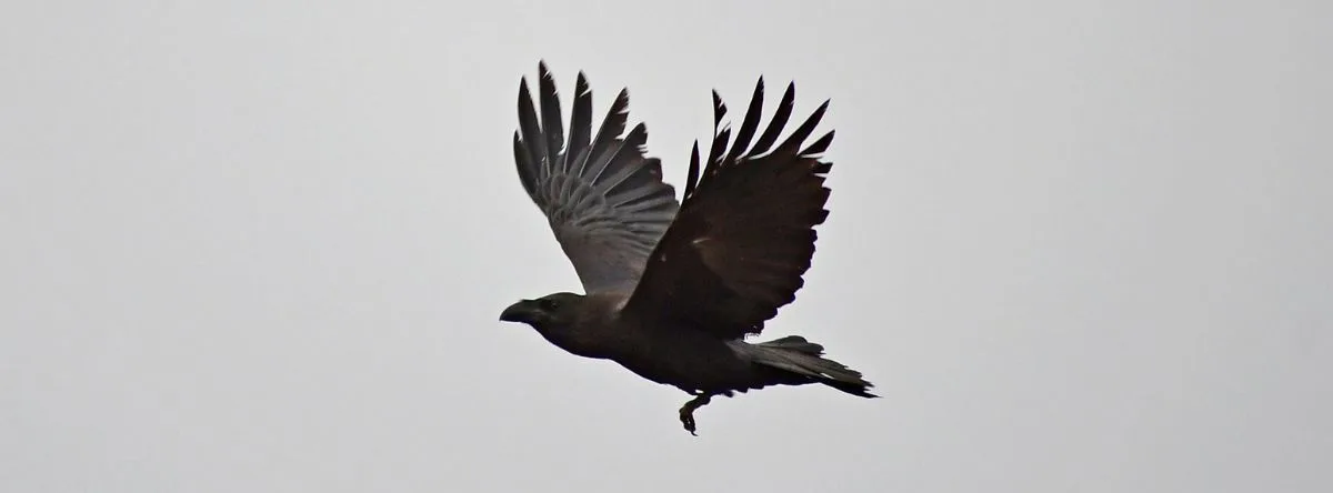 Vögel auf Fuerteventura – Kolkrabe (Corvus corax canariensis)