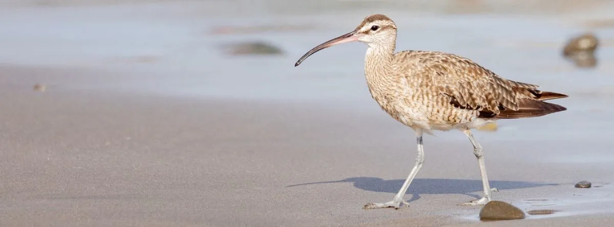Vögel auf Fuerteventura – Regenbrachvogel (Numenius phaeopus)
