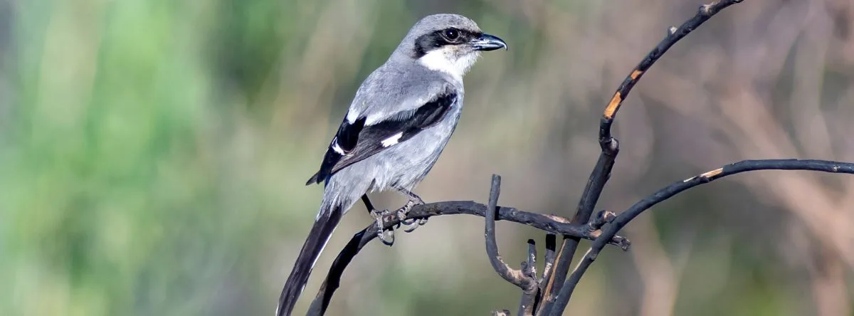 Vögel auf Fuerteventura – Südlicher Raubwürger (Lanius meridionalis)