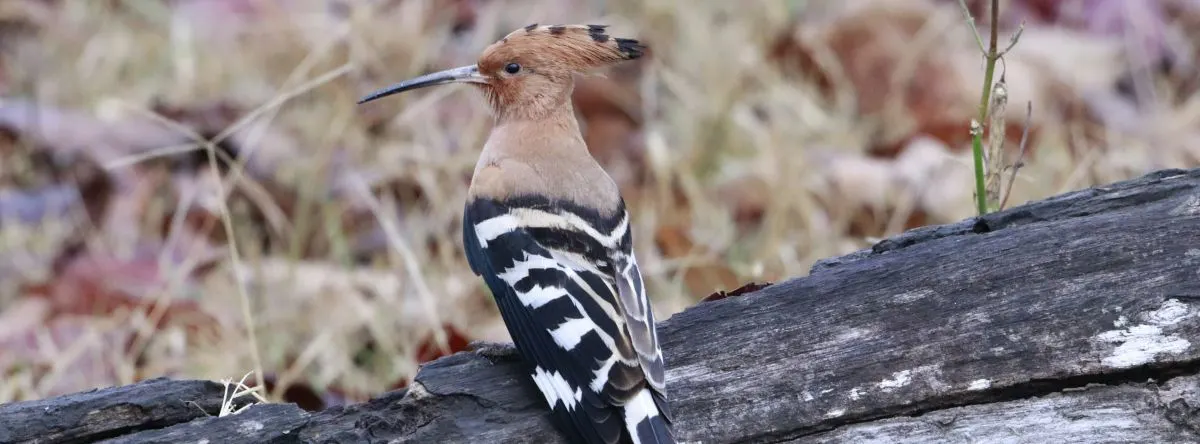 Vögel auf Fuerteventura – Wiedehopf (Upupa epops)