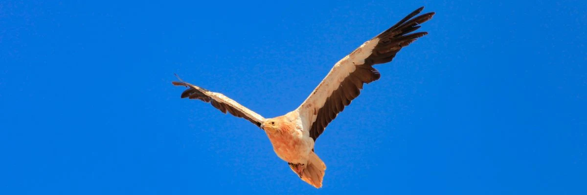 Vögel, die auf Fuerteventura leben