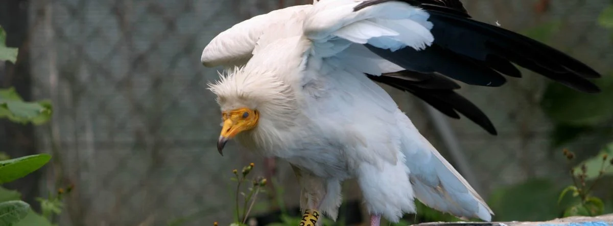 Vogel von Fuerteventura – Schmutzgeier (Neophron percnopterus majorensis)