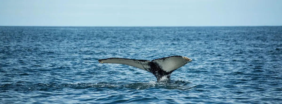actividades dunas maspalomas