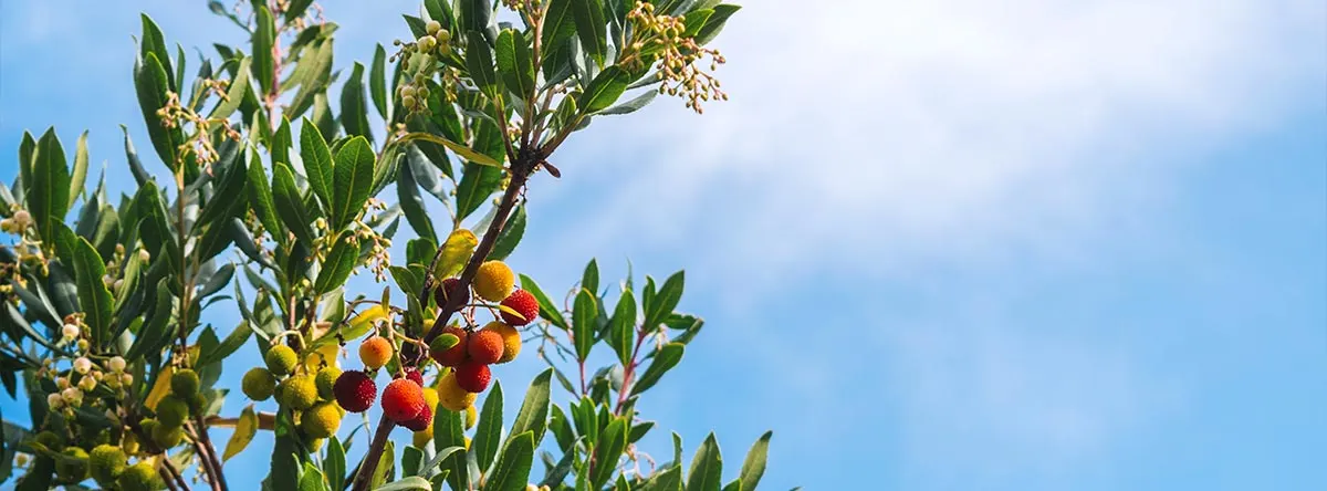 flores autoctonas canarias