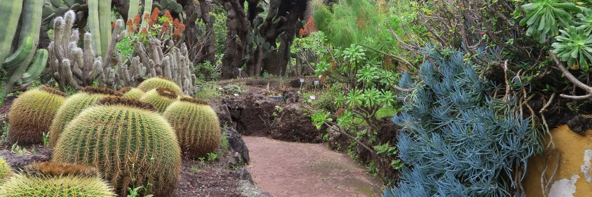 lugares secretos Jardín Canario Gran Canaria