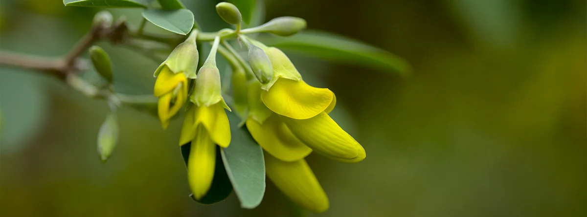 plantas autoctonas canarias