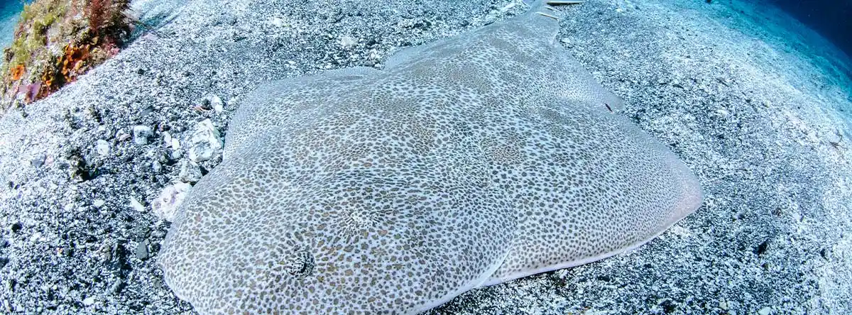 Are there sharks in the Canary Islands