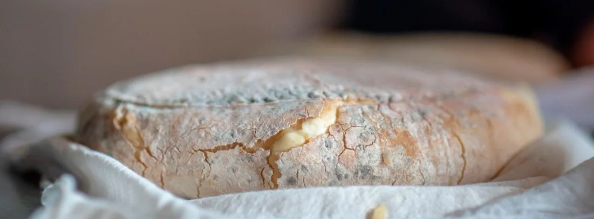 Cheese Flor de Guía
