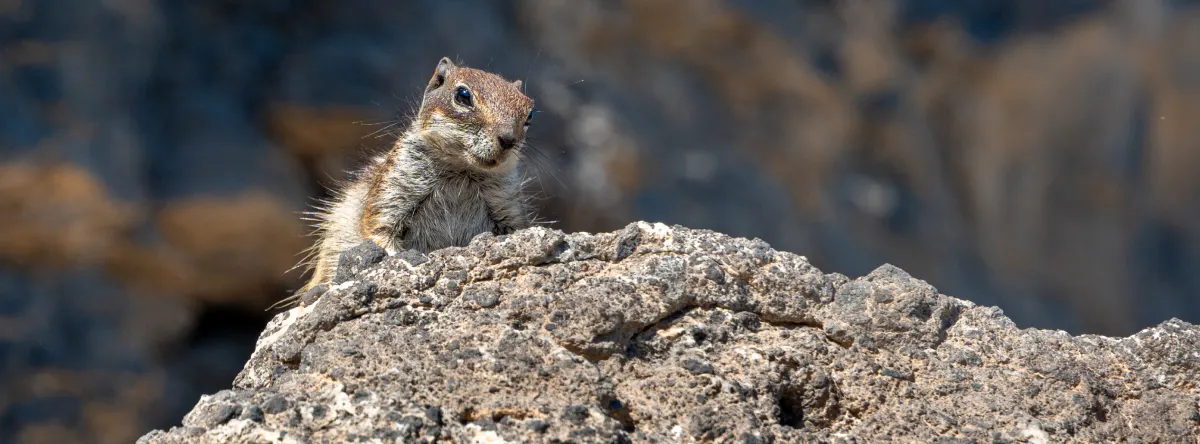 Fuerteventura beaches with squirrels