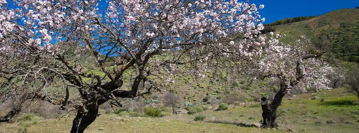 Mandelblütenroute Gran Canaria