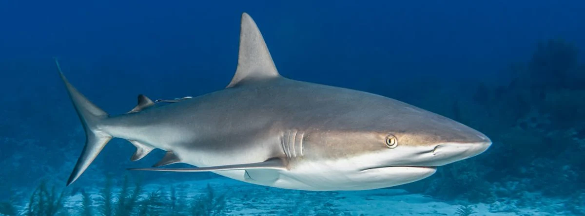 Shark species in the Canary Islands