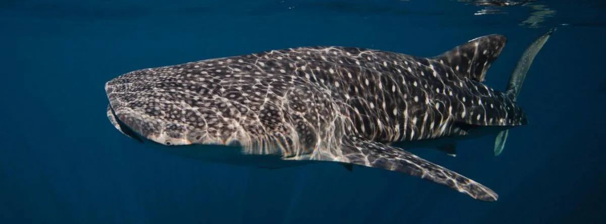 Sharks in the Canary Islands