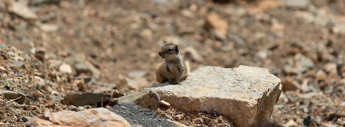 What to do in Aguas Verdes Fuerteventura
