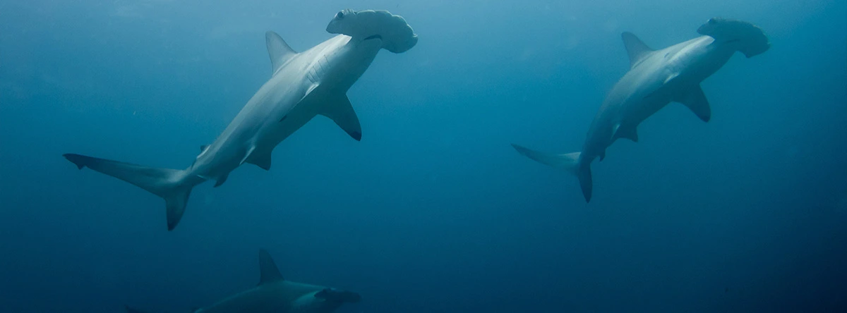 que tiburones hay en canarias