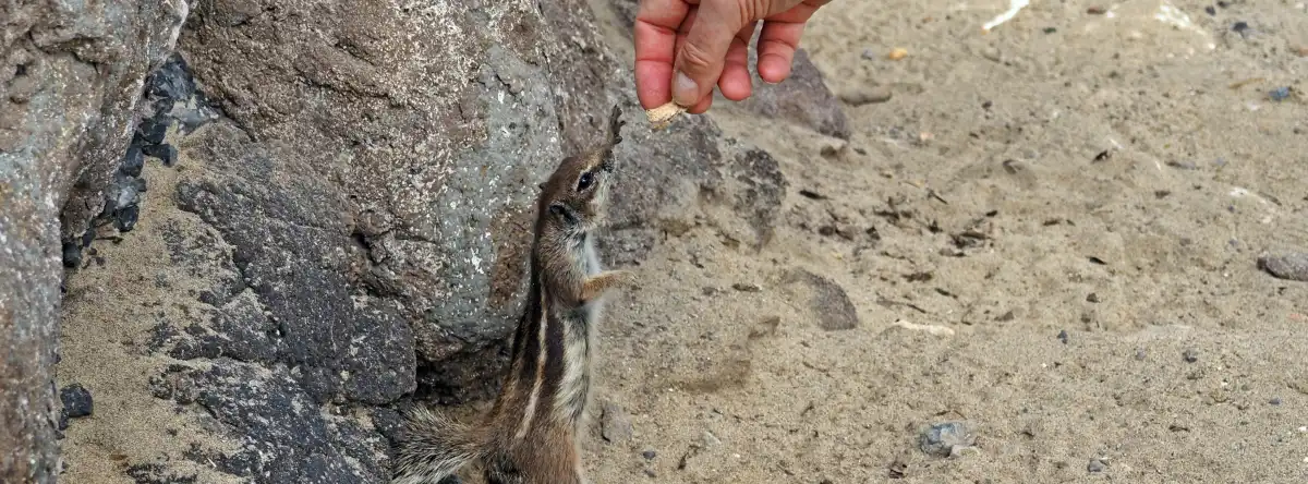 squirrels near the beaches of Fuerteventura