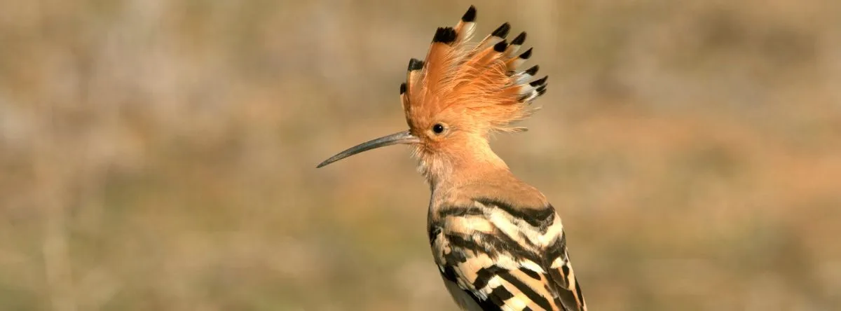 Animals in the Canary Islands hoopoe