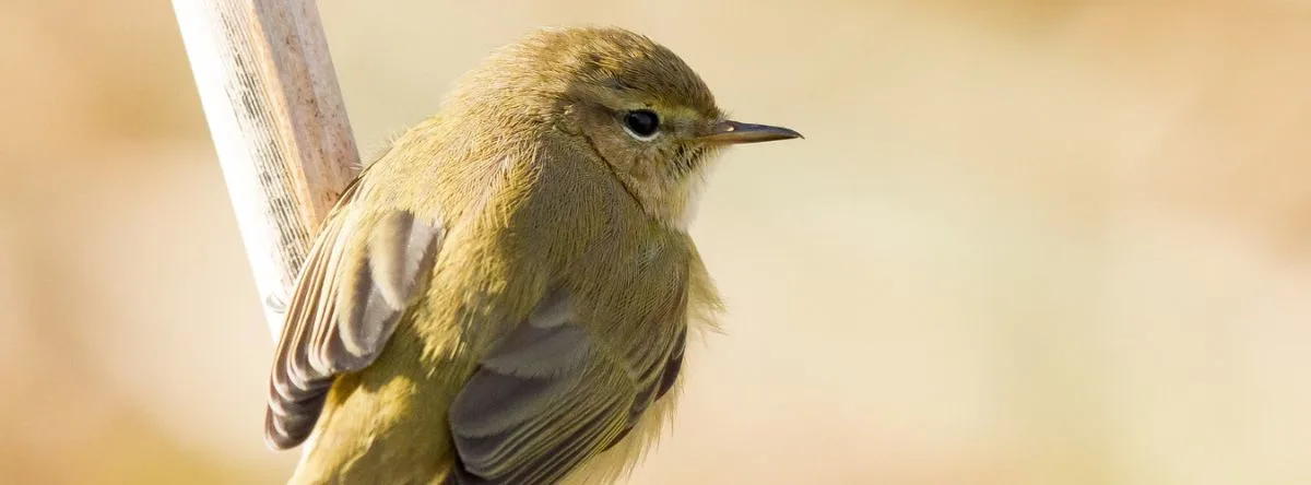 Animals of Gran Canaria yellow canary