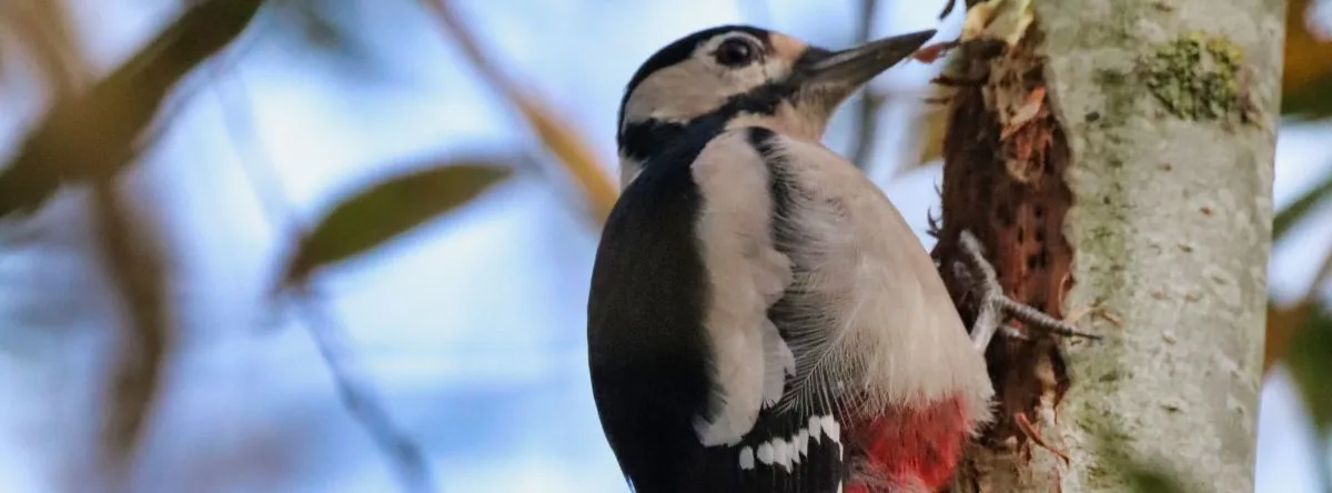 Biodiversity in Gran Canaria great spotted woodpecker