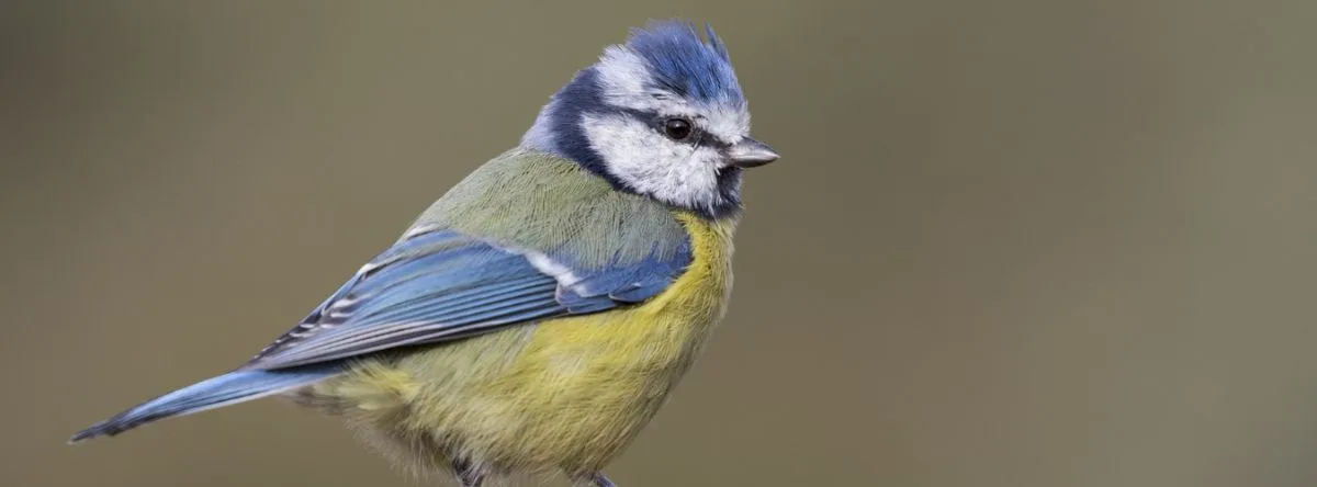 Fauna auf Gran Canaria Blaumeise