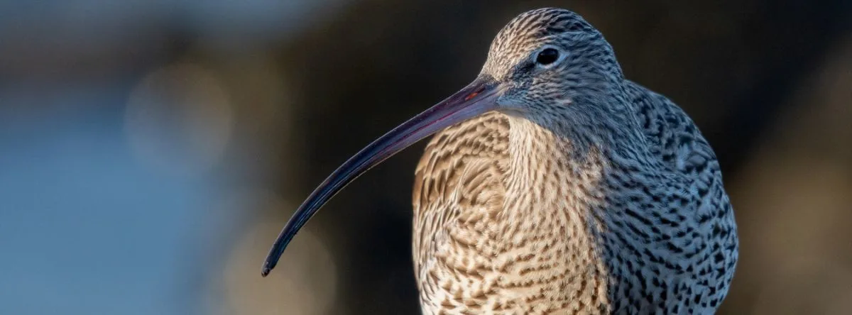 Kanarische Fauna Gran Canaria Regenbrachvogel