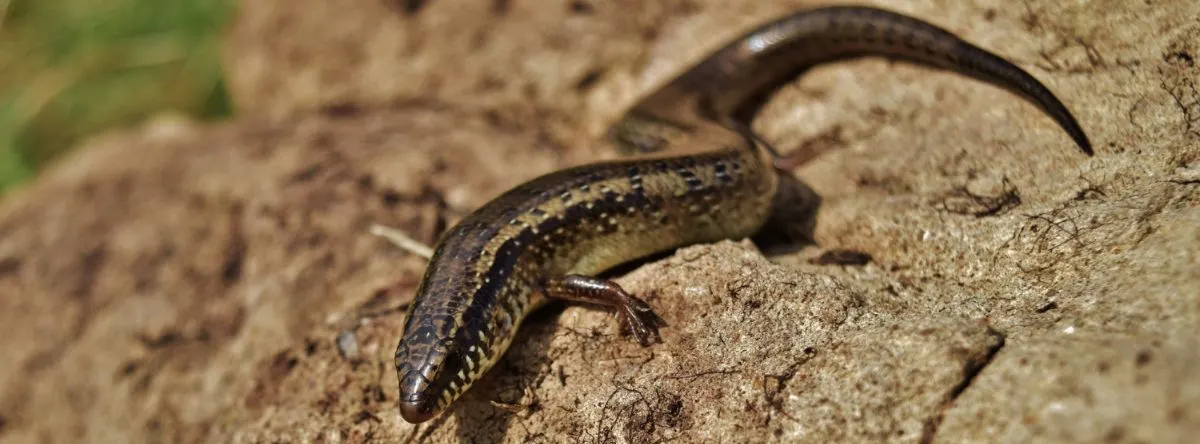 Tiere auf Gran Canaria Eidechse