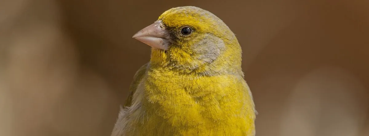 animales canarias pajaro canario