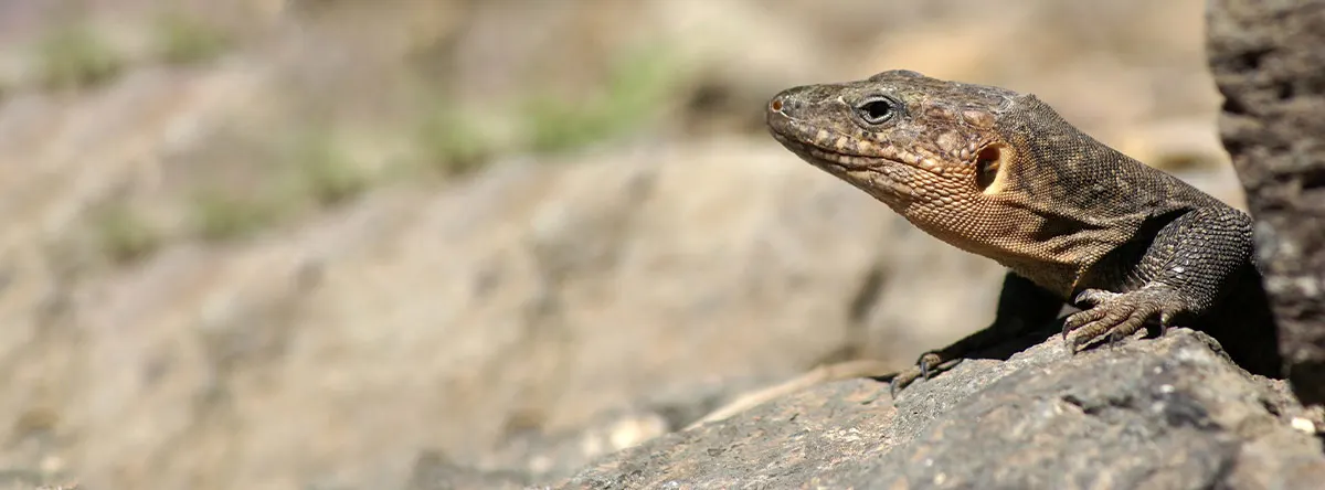 fauna gran canaria