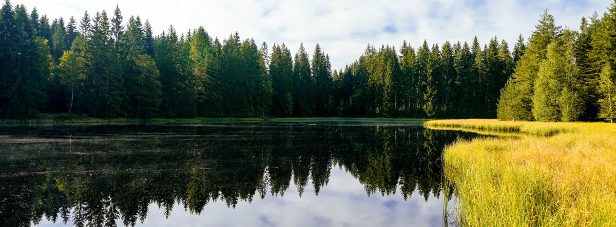 Vogtland Forest