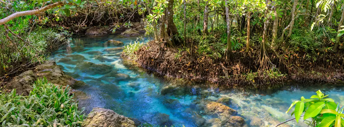 The Mangroves of Punta Cana