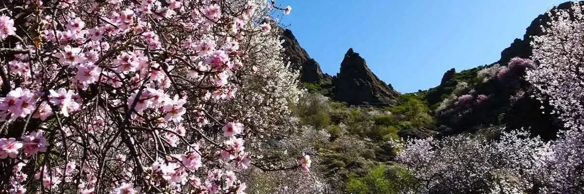 Almond Blossom Route in Gran Canaria