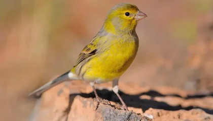 Animals in Gran Canaria canary bird