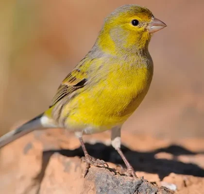 Animals in Gran Canaria canary bird