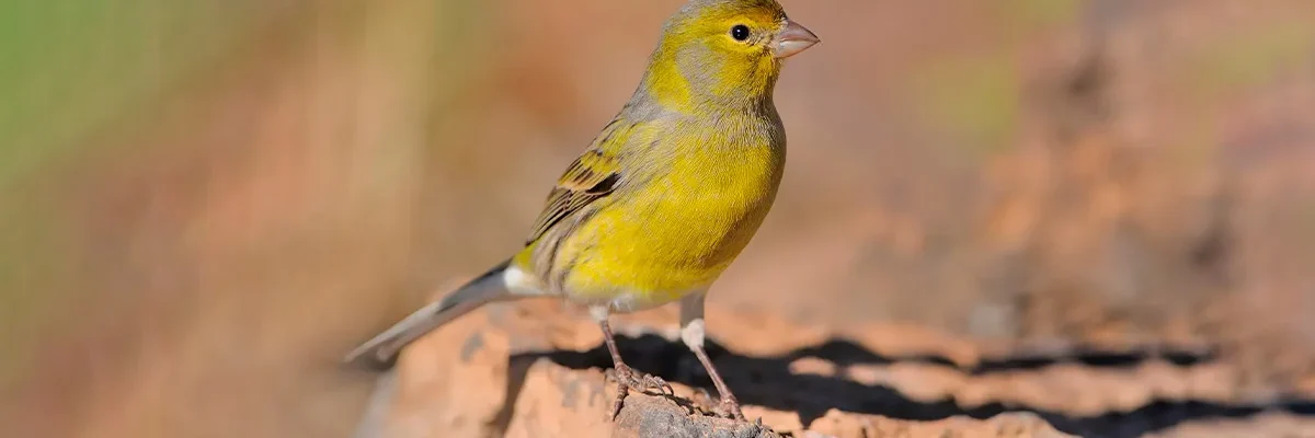 Animals in Gran Canaria canary bird