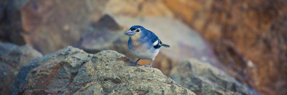 Birds of Fuerteventura – Common chaffinch (Fringilla coelebs)