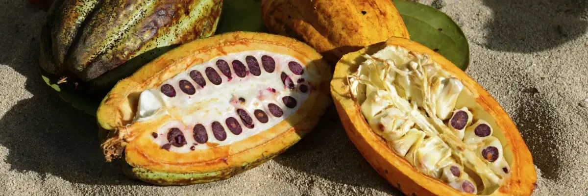 Dominican cacao