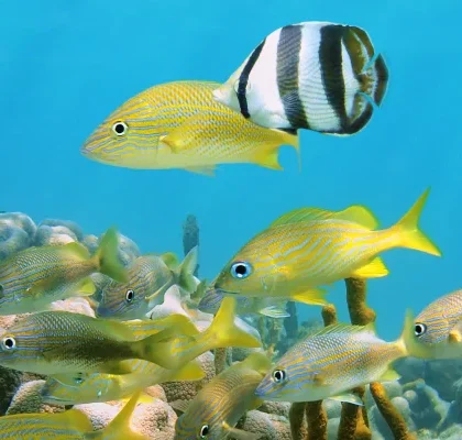 Fauna Marina de República Dominicana