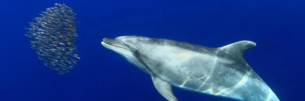 Fauna marina Fuerteventura pulpo común canario