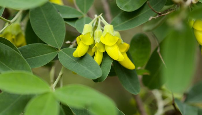 Flora of the Canary Islands