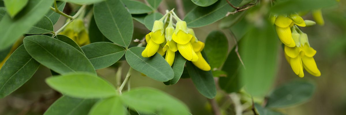 Flora of the Canary Islands