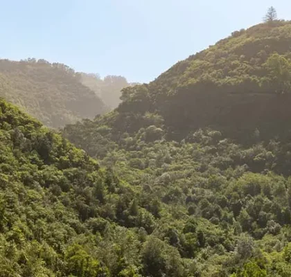 Lorbeerwald auf Gran Canaria