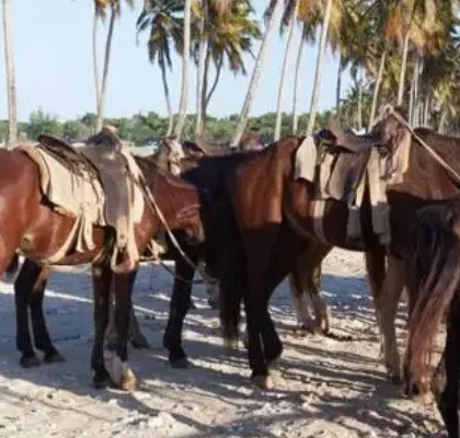 Reiten in Punta Cana
