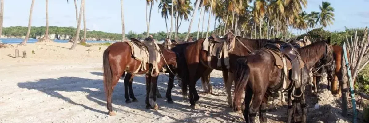 Reiten in Punta Cana