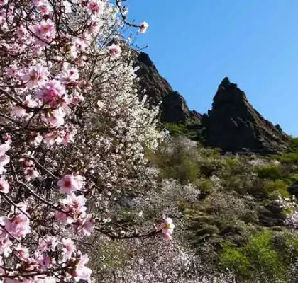 Ruta del Almendro en Flor en Gran Canaria