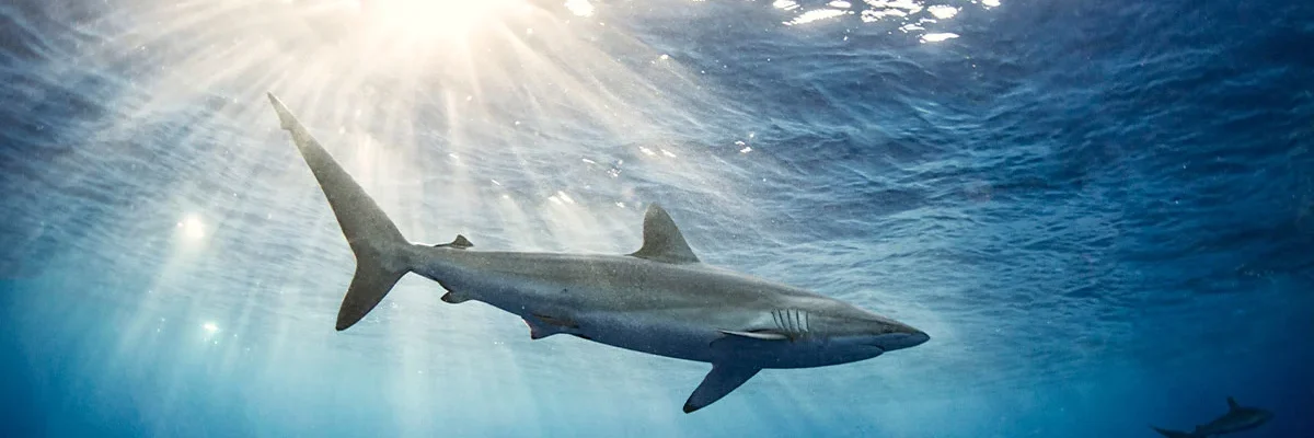 Sharks Canary Islands